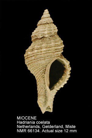 MIOCENE Hadriania coelata.jpg - MIOCENEHadriania coelata(Dujardin,1837)